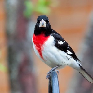 SPRING WEIGHT LIMITS